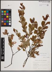 Foto von Salix aurita L. x Salix myrtilloides L.